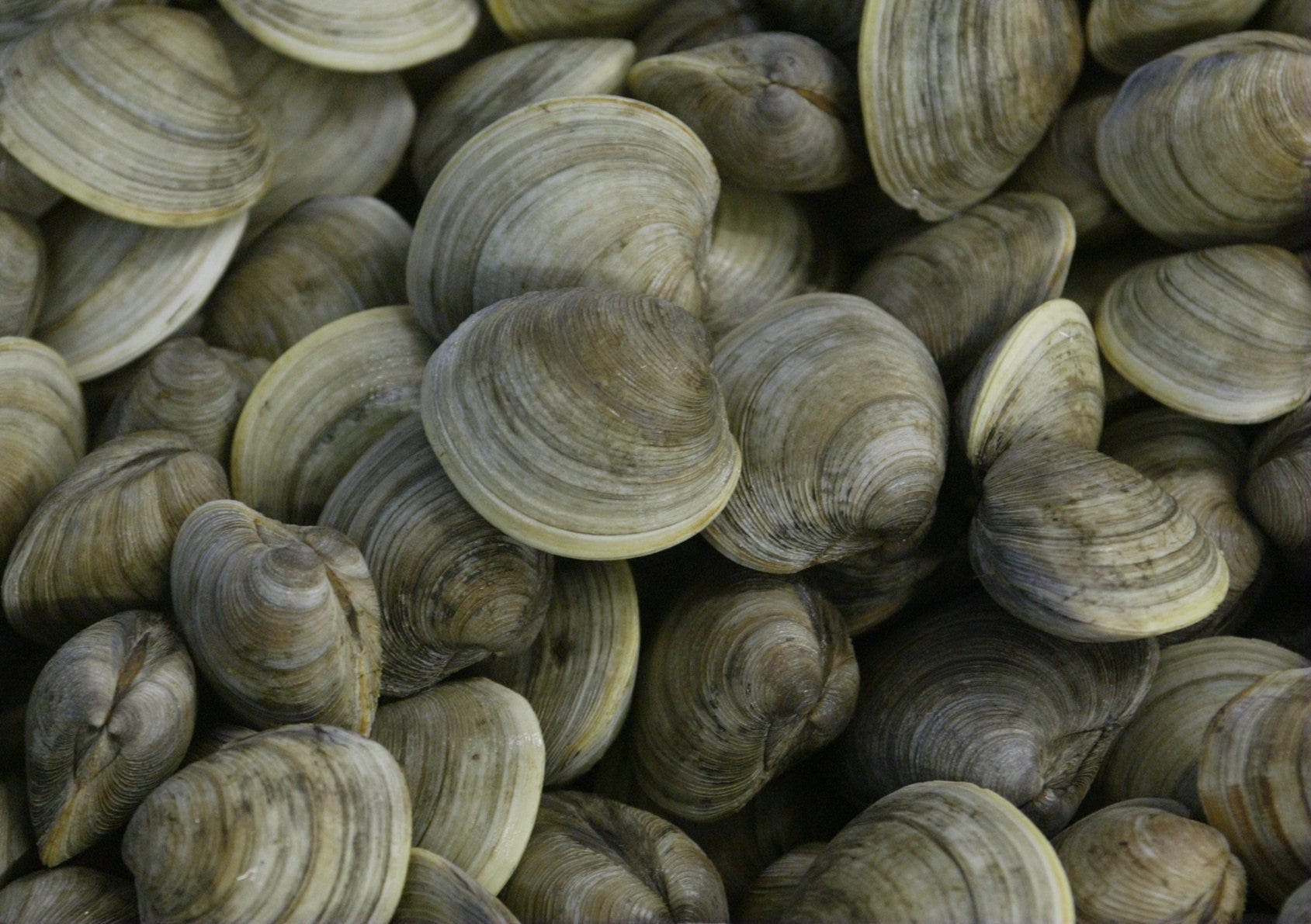 do clams lay eggs